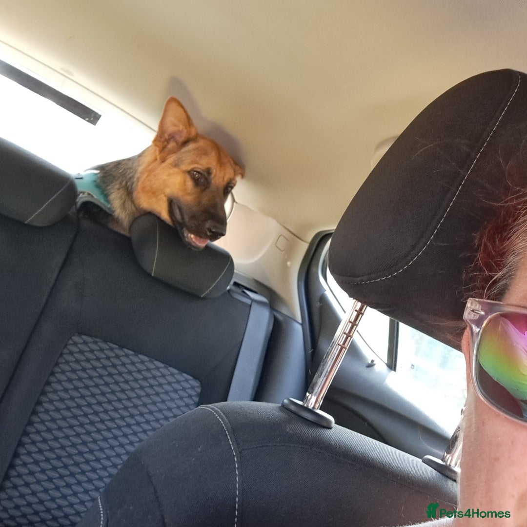 German Shepherd dogs for sale: 1 year old german Shepherd  - Advert 7