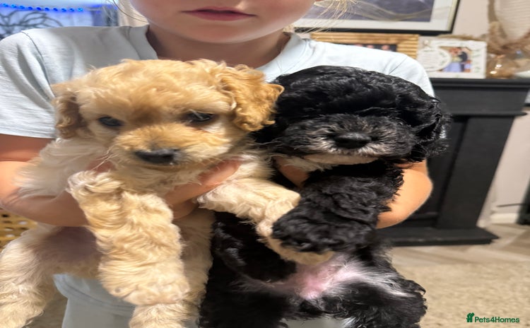 Cockapoo dogs - Advert 5