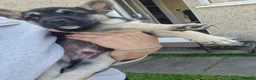 Mixed Breed dogs for sale: Miss  - Advert 5