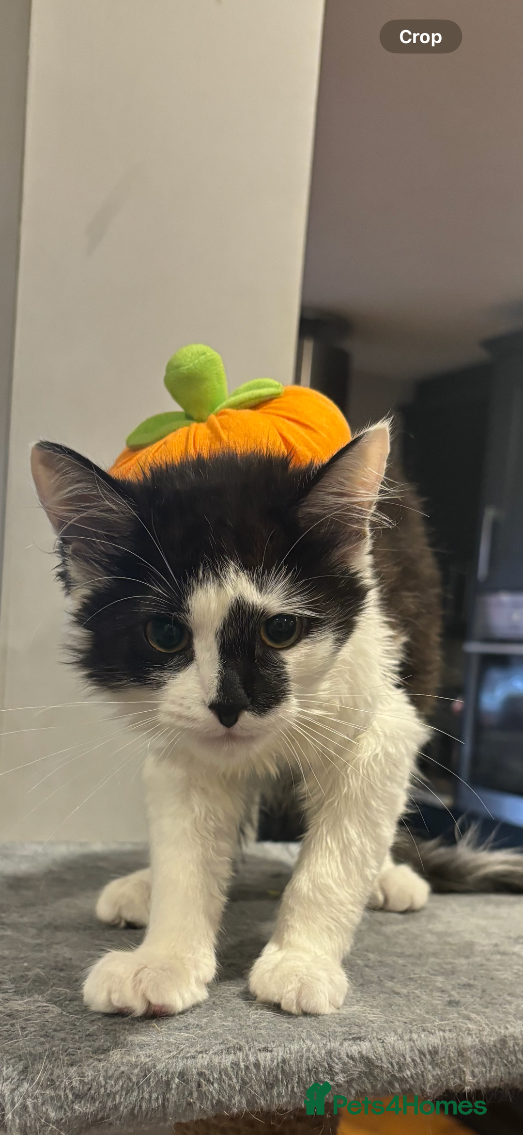 Mixed Breed cats for sale: Momo mane coon mix  - Advert 16