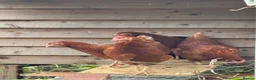 Chickens poultry for sale: Hybrid hatching eggs  in Epping - Advert 2