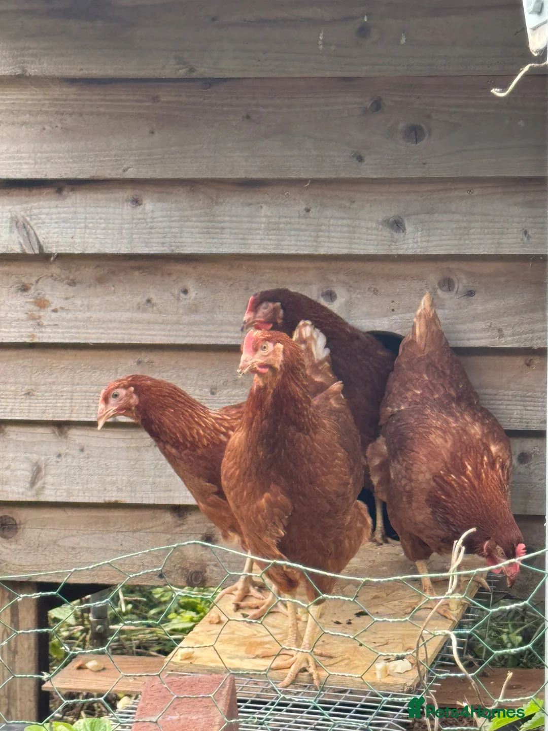 Chickens poultry for sale: Hybrid hatching eggs  in Epping - Advert 2