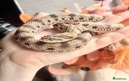 Snake reptiles for sale: Western Hognose Snake – Conda Het Albino (Male) - Image 9