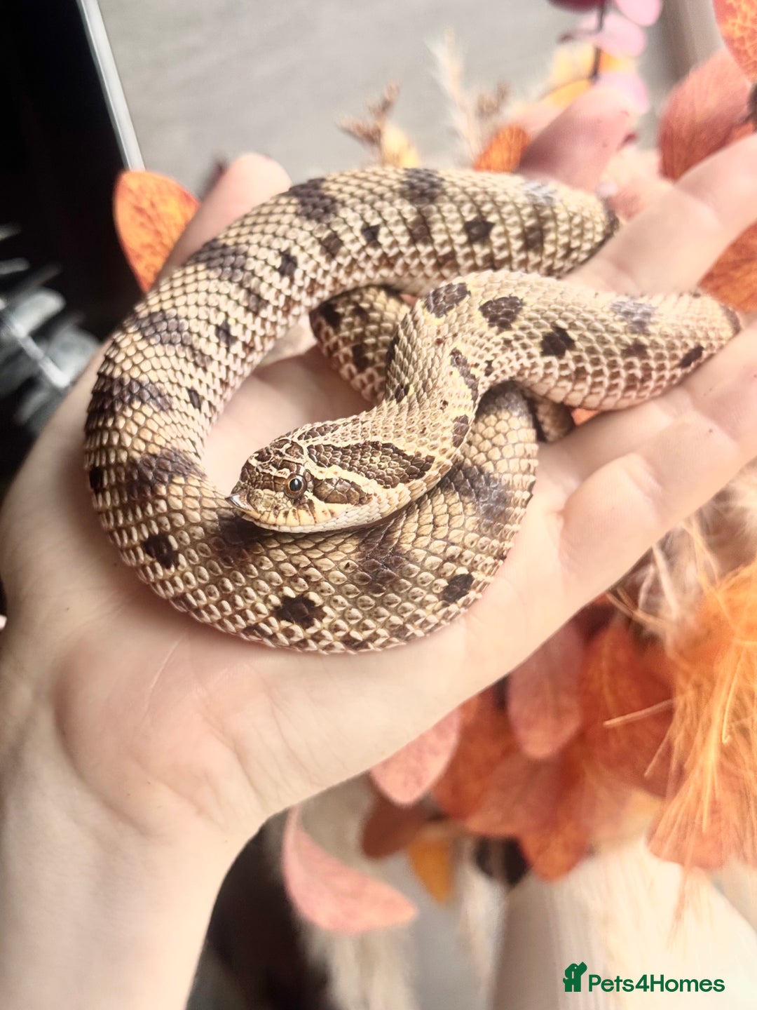 Snake reptiles for sale: Western Hognose Snake – Conda Het Albino (Male) - Image 9