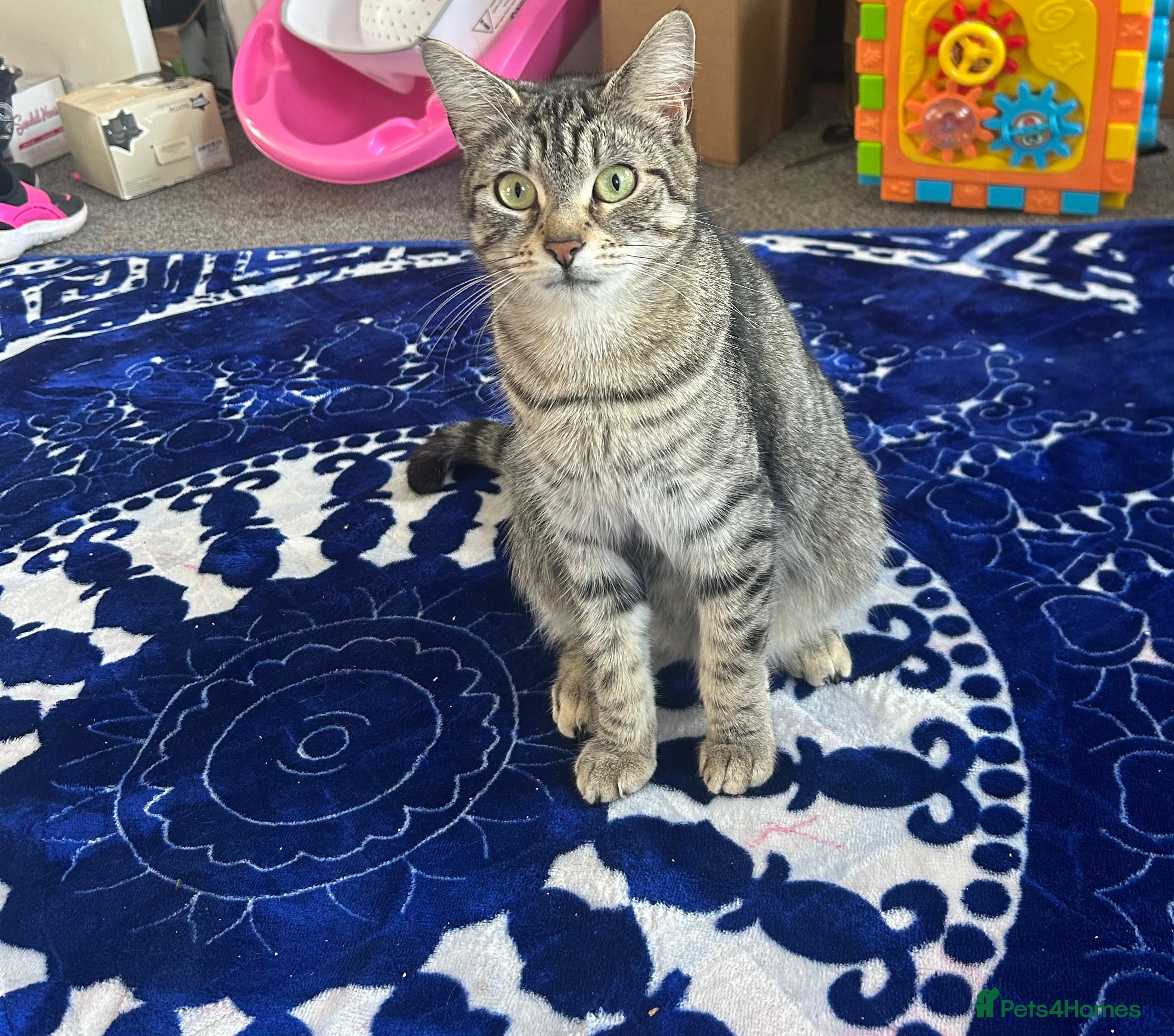 Domestic Shorthair cats FREE Two female domestic mixed breed cats  - Advert 4