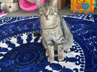 Domestic Shorthair cats FREE Two female domestic mixed breed cats - Advert 16