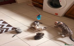 Mixed Breed cats for sale: Cute Kittens - Image 10