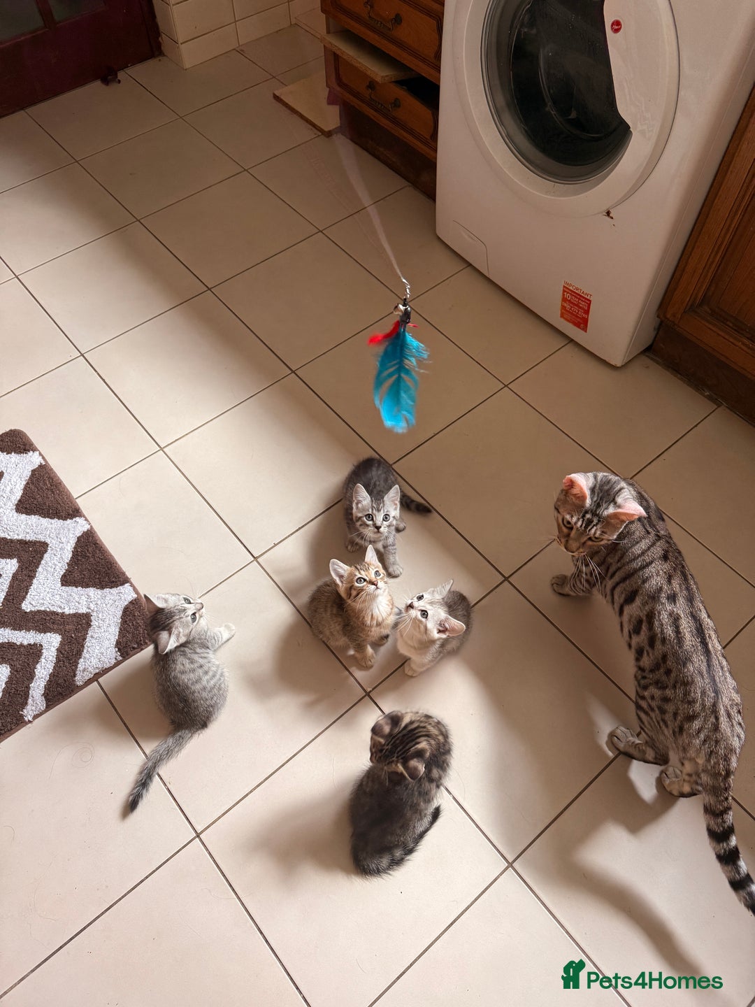 Mixed Breed cats for sale: Cute Kittens - Image 10