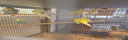 Budgerigars birds for sale: Baby budgies for sale - Advert 5