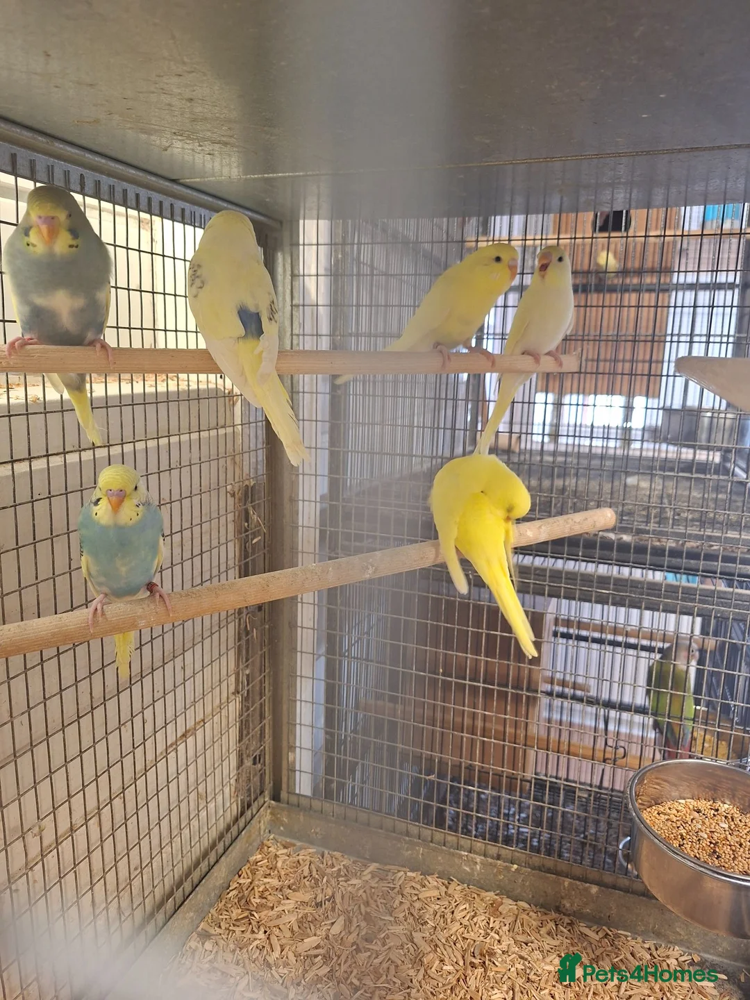 Budgerigars birds for sale: Baby budgies for sale - Advert 5