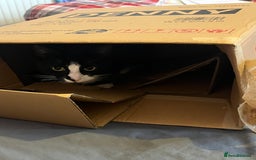 Domestic Shorthair cats for sale: Female cat  - Image 2