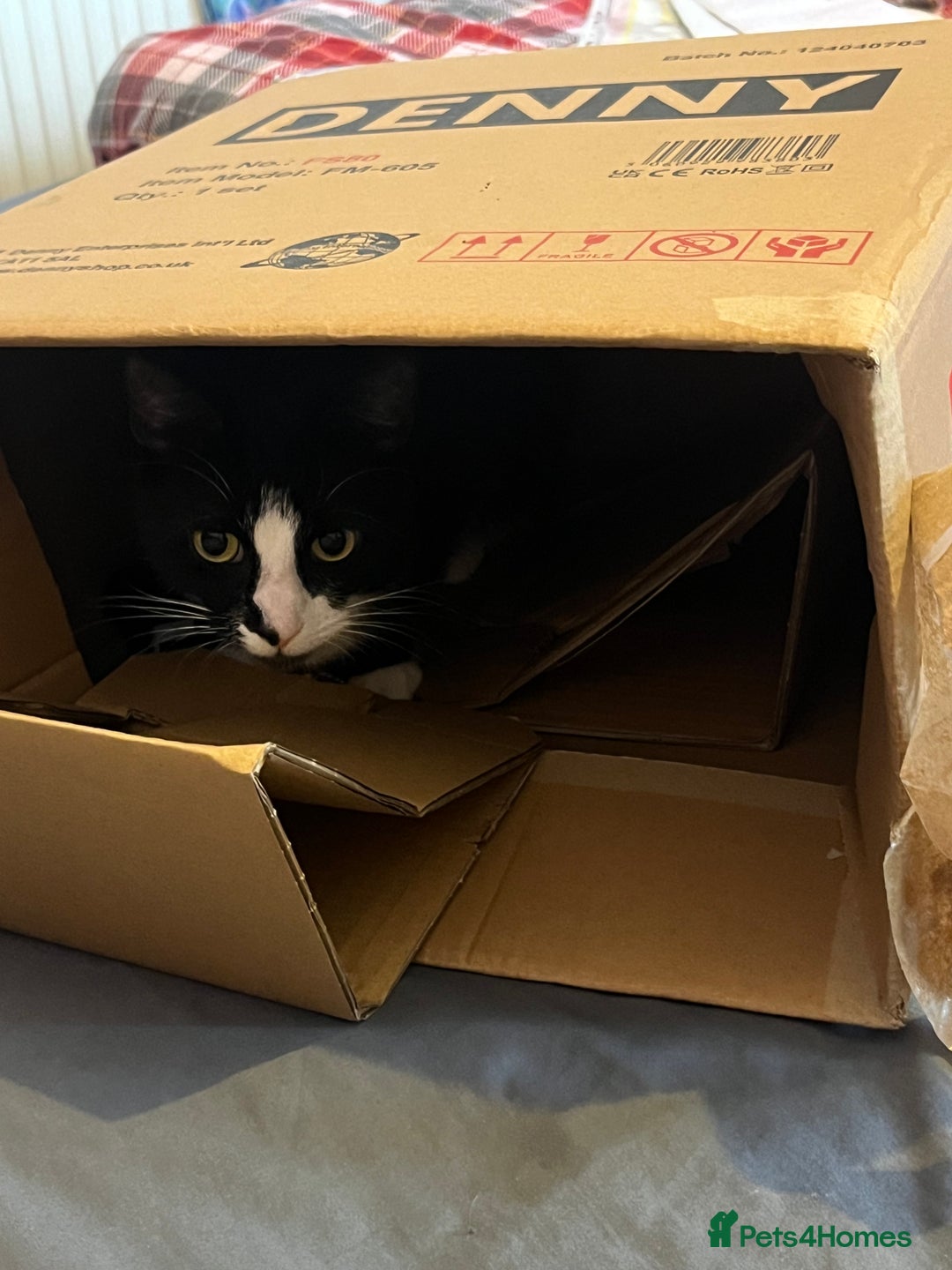 Domestic Shorthair cats for sale: Female cat  - Image 2