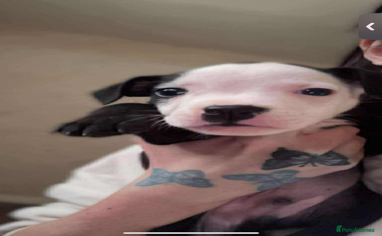 Staffordshire Bull Terrier dogs - Advert 1