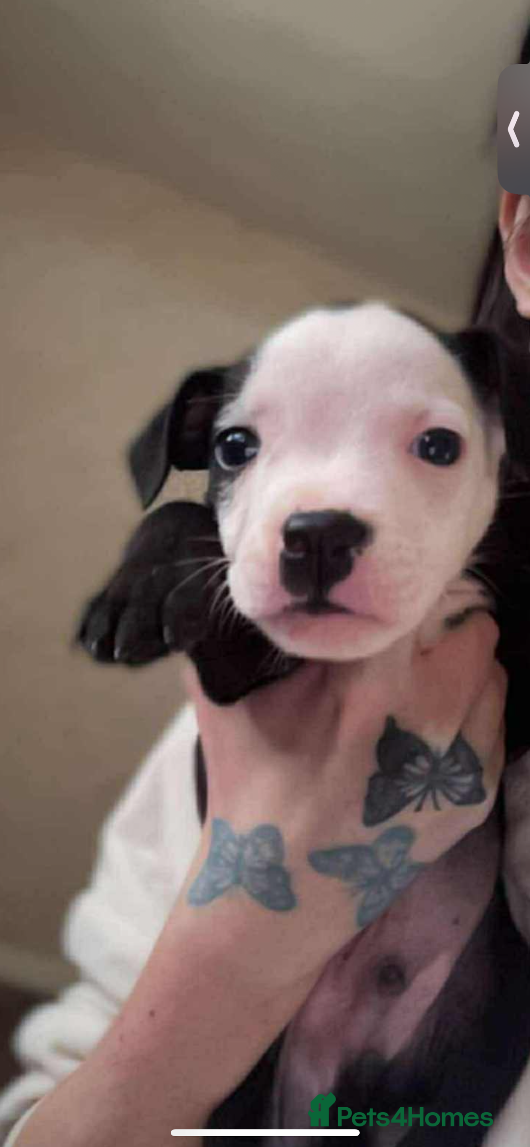 Staffordshire Bull Terrier dogs for sale: PUPPIES READY TO LEAVE NOW  - Image 1