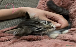 Mixed Breed cats for sale: 3 beautiful female kittens  - Image 15