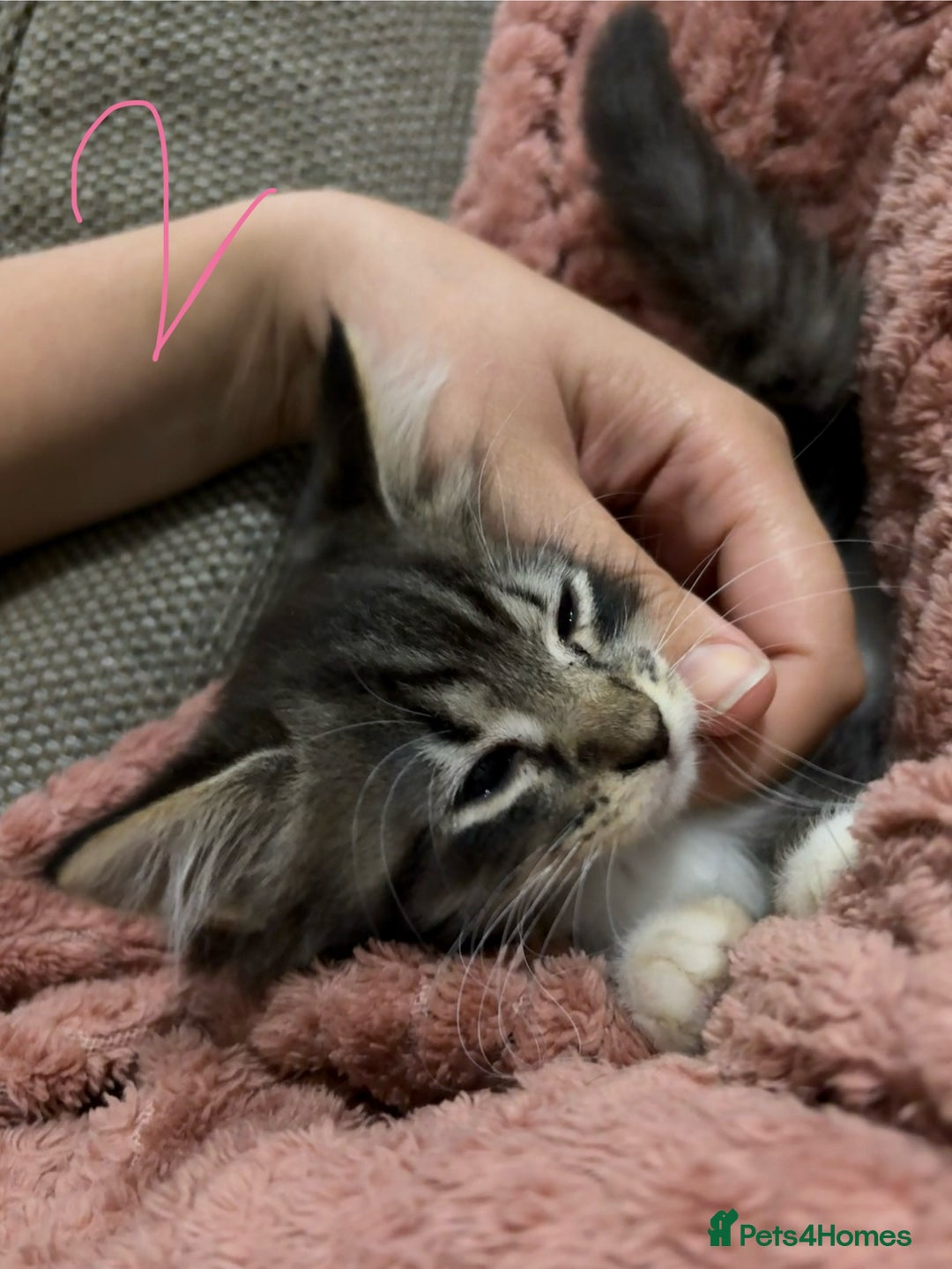 Mixed Breed cats for sale: 3 beautiful female kittens  - Image 15