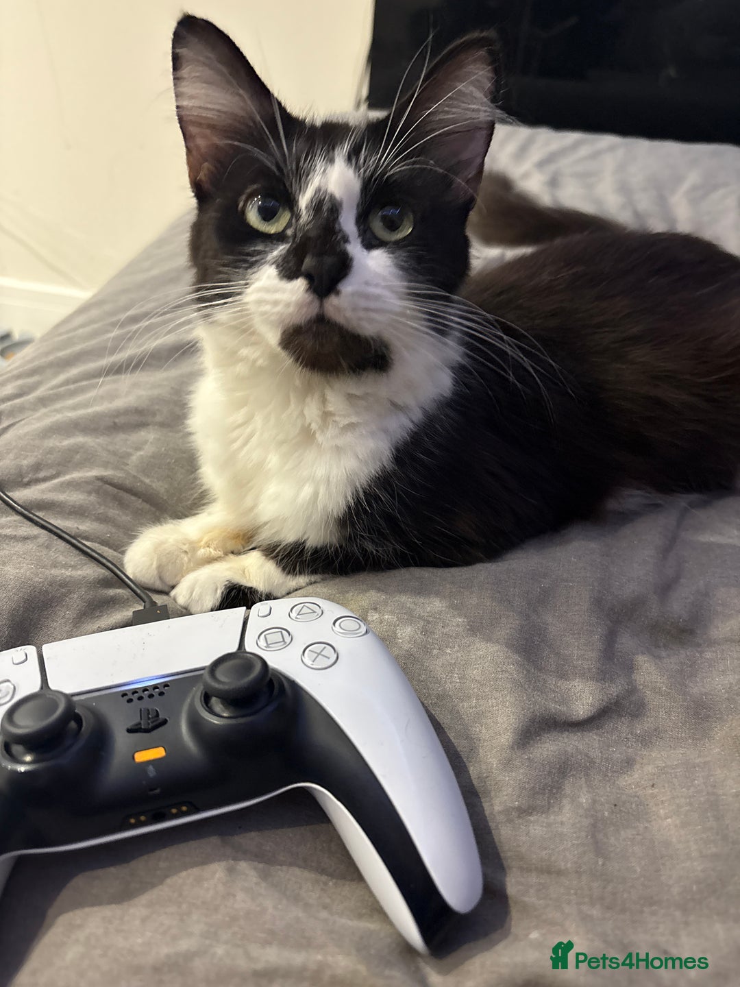 Mixed Breed cats for sale: 2 beautiful kittens( 1 male, 1 female) - Advert 1