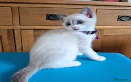 Ragamese cats for sale: 🐾💎Ragdoll X Siamese (Ragamese) Kittens💎🐾 - Image 22