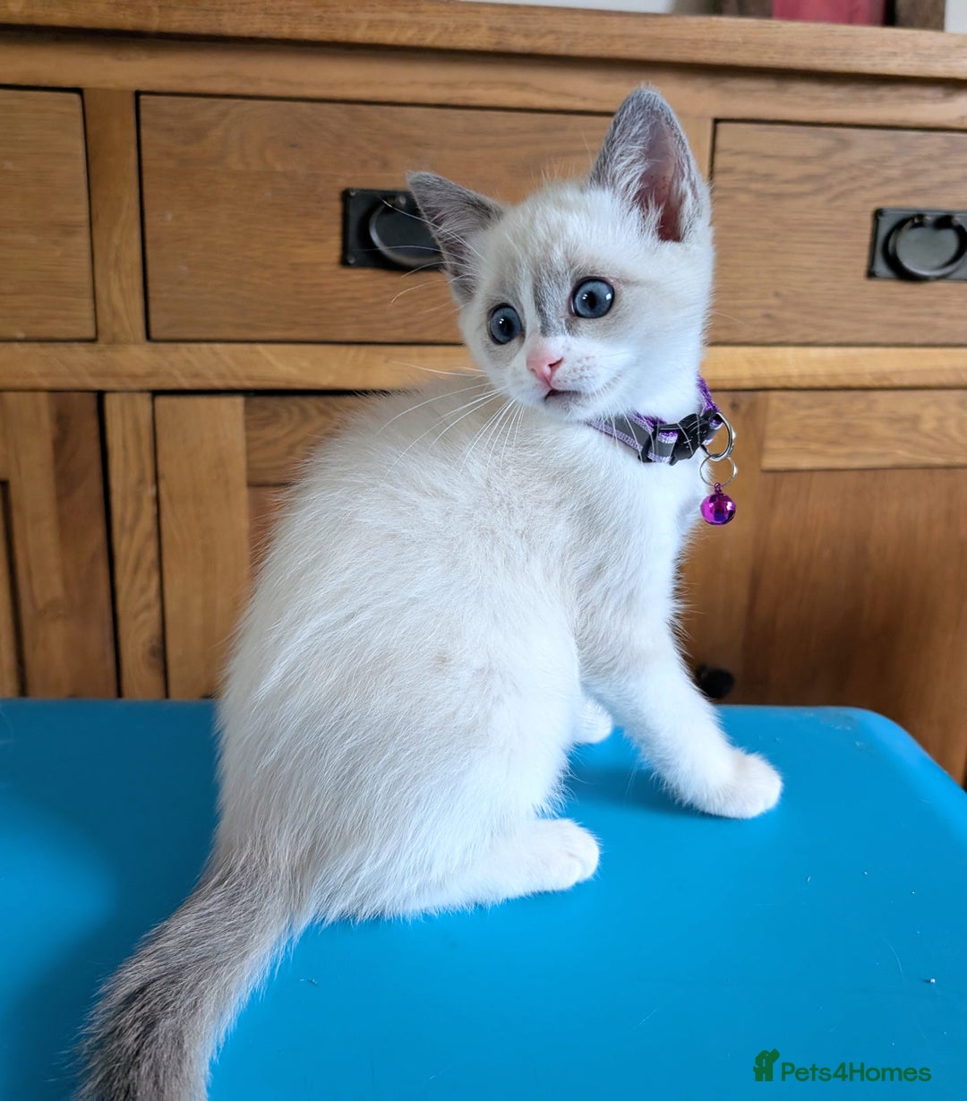 Ragamese cats for sale: 🐾💎Ragdoll X Siamese (Ragamese) Kittens💎🐾 - Image 22
