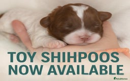 Shihpoo dogs for sale: 5 star rated Toy shihpoo puppies - Image 12