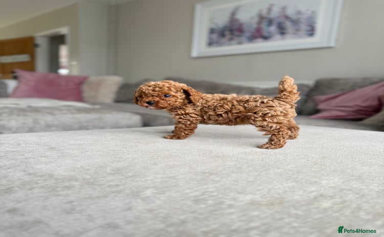 Cavapoo dogs - Advert 8