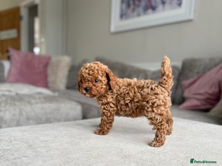 Cavapoo dogs 🌟 Premium F1bb Toy Cavapoo Puppies 🌟 - Advert 7