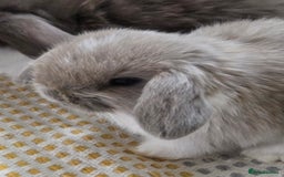 Mini Lop rabbits for sale: Minilops - Image 4