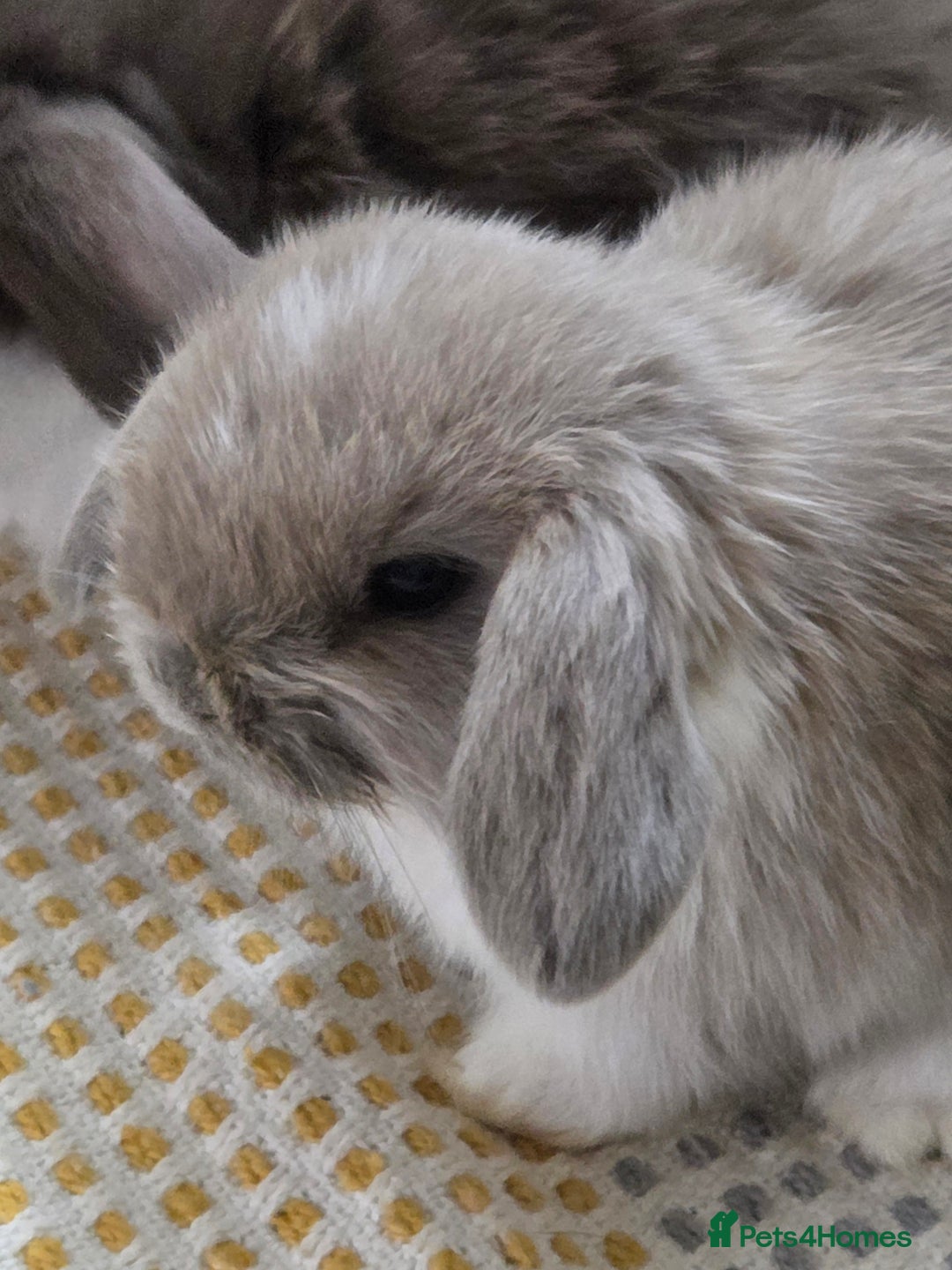 Mini Lop rabbits for sale: Minilops - Image 4