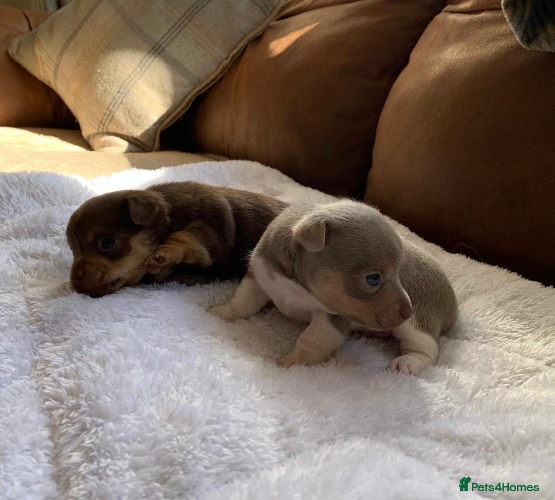 Jack Russell dogs for sale: Gorgeous Miniature Jack Russell Puppies For Sale - Image 17