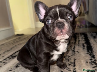 French Bulldog dogs Only one left 💙 Chocolate Boy with blue eyes - Advert 1