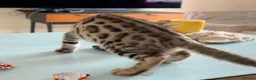 Bengal cats for sale: Brown Bengal Boy (last one) - Advert 23