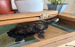 Turtle reptiles for sale: Mississippi Map Turtle & Tank - Image 3