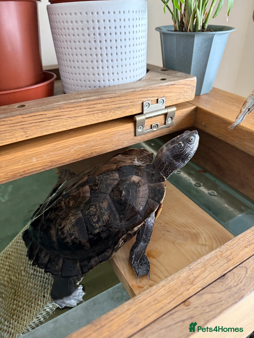 Turtle reptiles for sale: Mississippi Map Turtle & Tank - Image 3