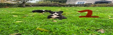 Border Collie Puppy 1