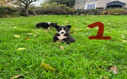 Border Collie dogs for sale: Border Collie puppies - Advert 3