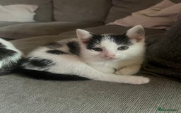 British Shorthair cats for sale: Female kitten - ready to collect  - Image 4