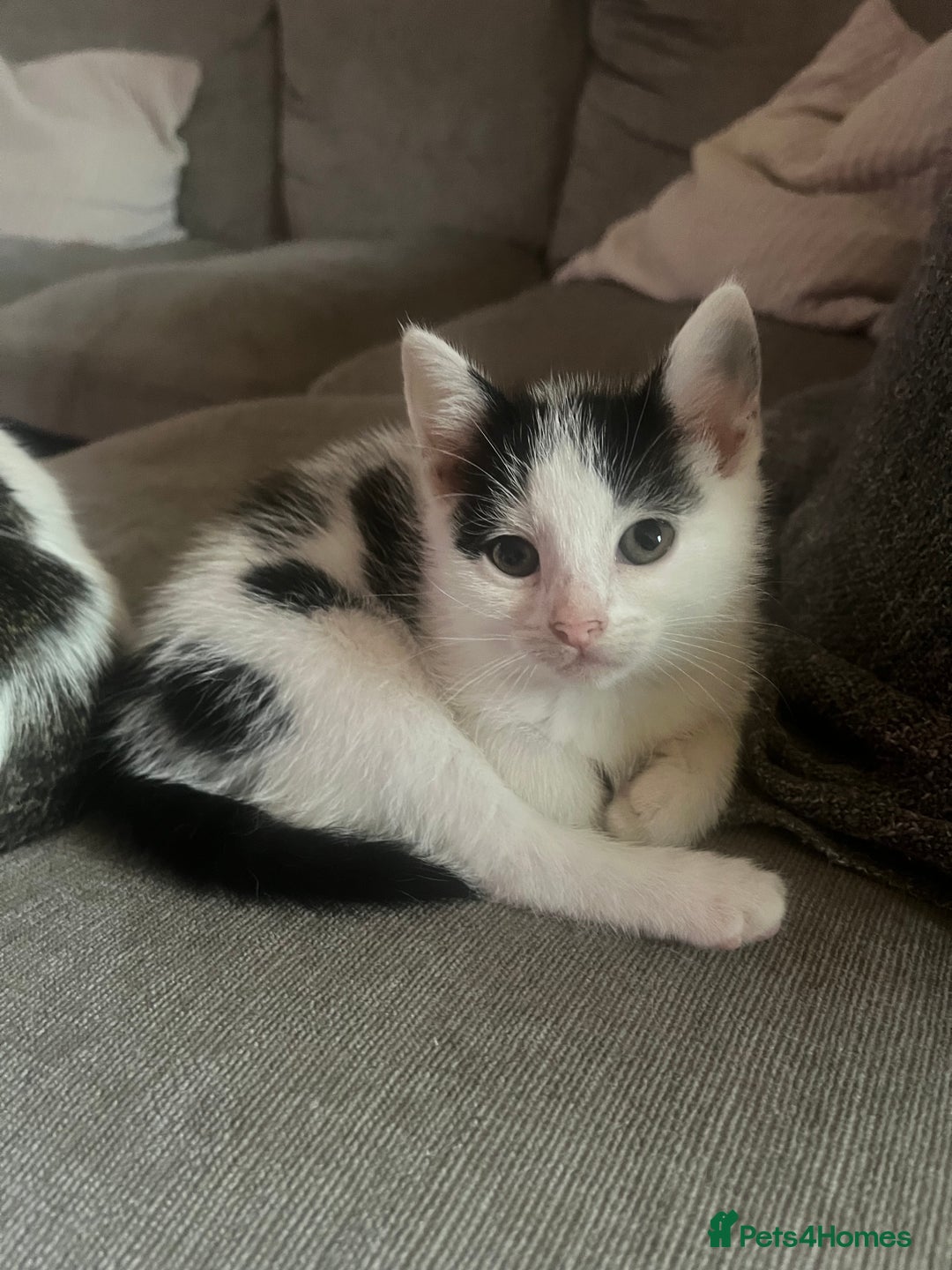 British Shorthair cats for sale: Female kitten - ready to collect  - Image 4