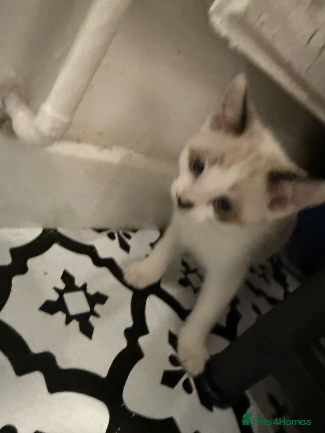Domestic Shorthair cats for sale: 2 Male 2 female kittens  - Image 9