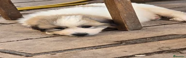 Pyrenean Mountain Dog 1