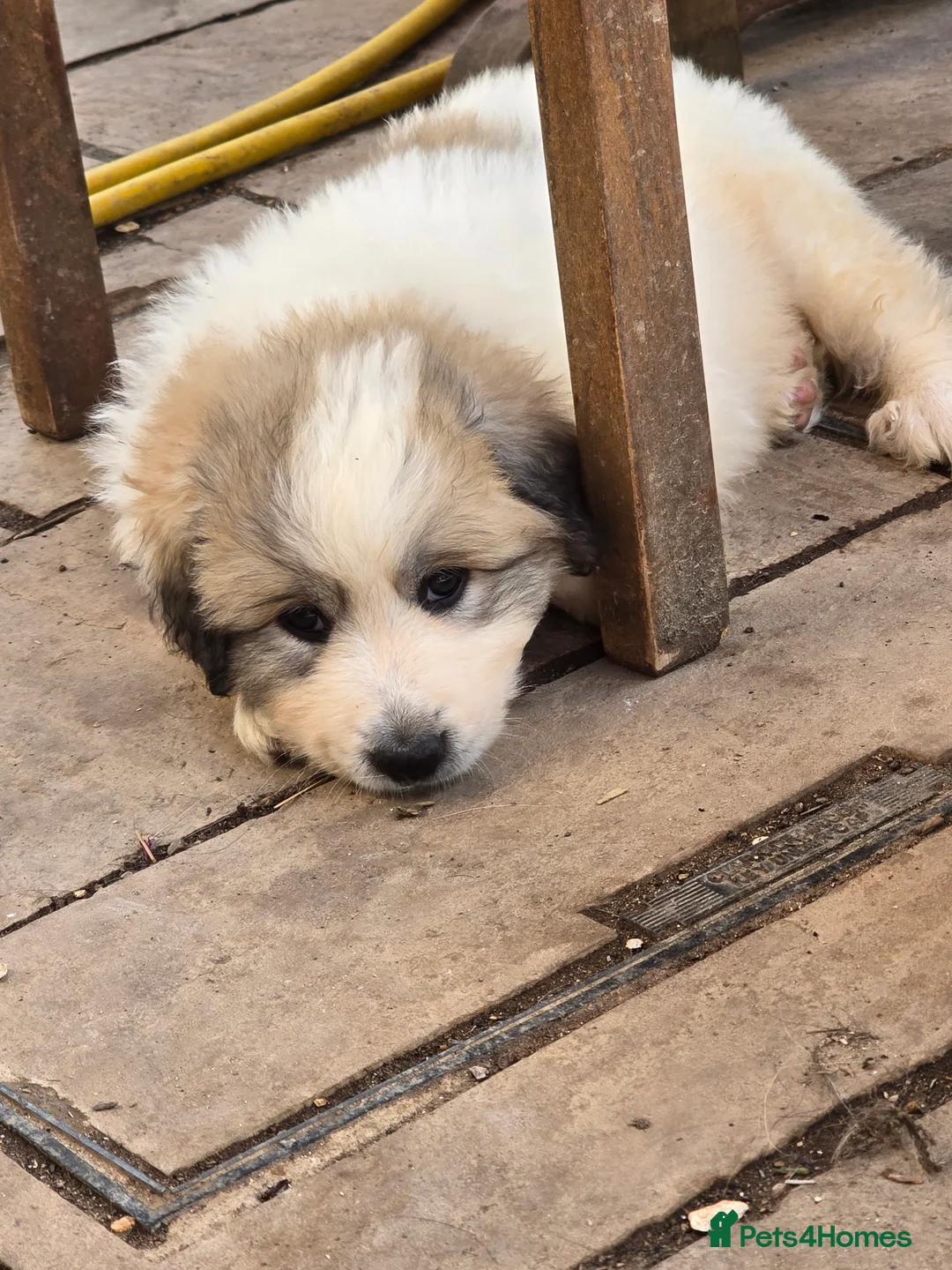 Pyrenean Mountain Dog dogs for sale: Home Bred Litter in Winchester - Advert 14