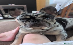 French Bulldog dogs for sale: French bulldog merle puppy  - Image 4