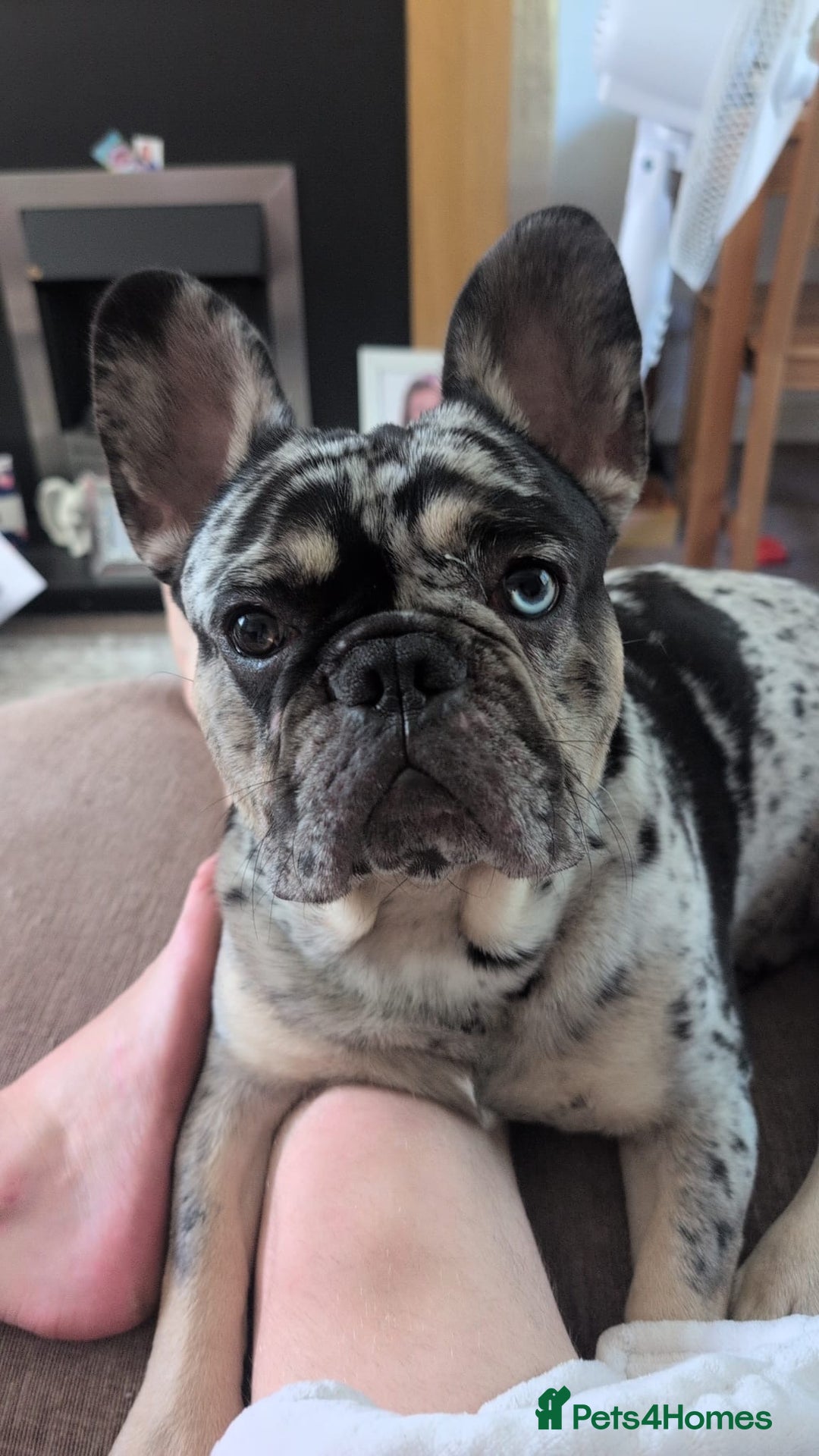 French Bulldog dogs for sale: French bulldog merle puppy  - Image 4