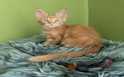 Maine Coon cats for sale: Beautiful Pedigree Maine Coon Kittens  - Image 13
