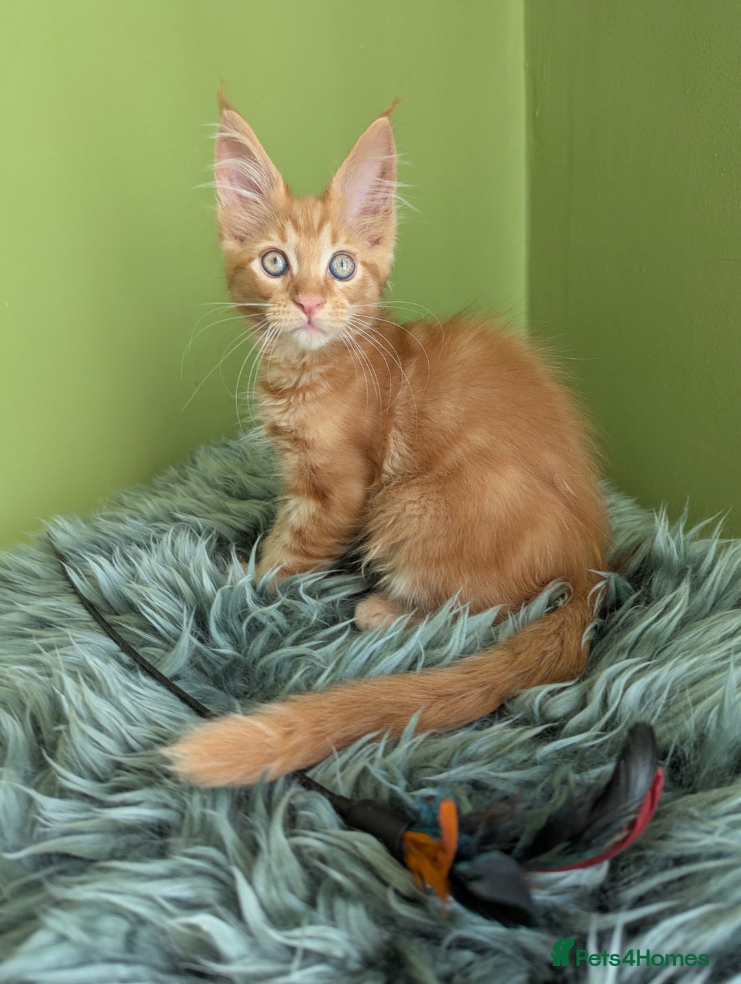 Maine Coon cats for sale: Beautiful Pedigree Maine Coon Kittens  - Image 13