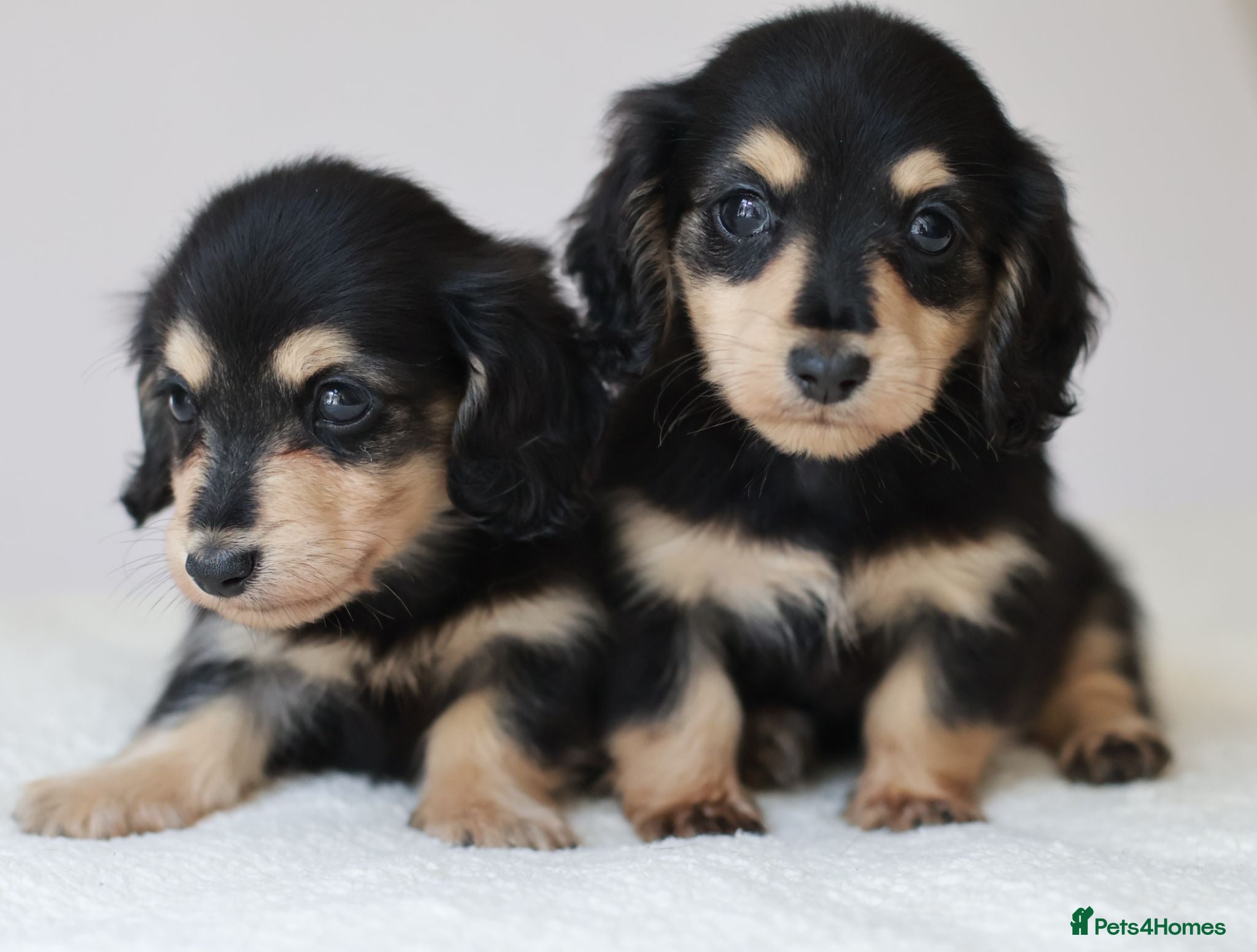 Miniature Dachshund dogs 5*Licensed+KCreg+PRAClear+Vetchecked+BLACK&CREAM - Advert 1