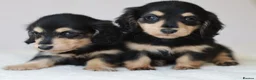 Miniature Dachshund dogs for sale: 5*Licensed+KCreg+PRAClear+Vetchecked+BLACK&CREAM - Advert 21