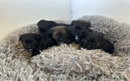 Border Terrier dogs for sale: KC Border Terrier puppies (SLEM Clear) - Image 1