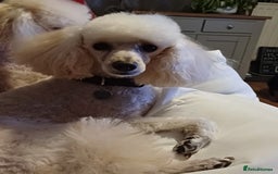 Toy Poodle dogs for sale: Toy poodle girl Adult ( no puppies ) - Image 3