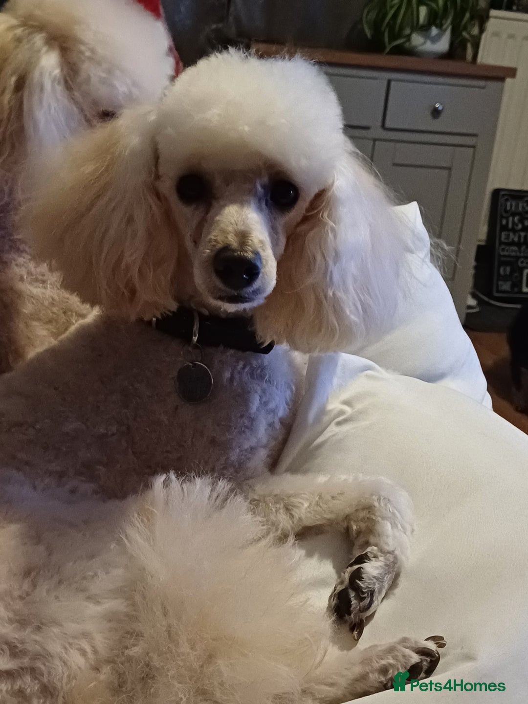 Toy Poodle dogs for sale: Toy poodle girl Adult ( no puppies ) - Image 3