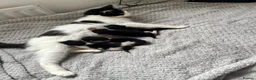 Mixed Breed cats for sale: Kittens For Sale! - Advert 7